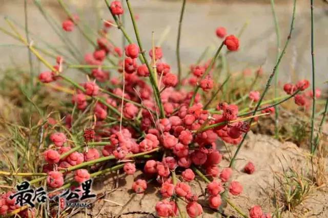 麻黄草(资料片)