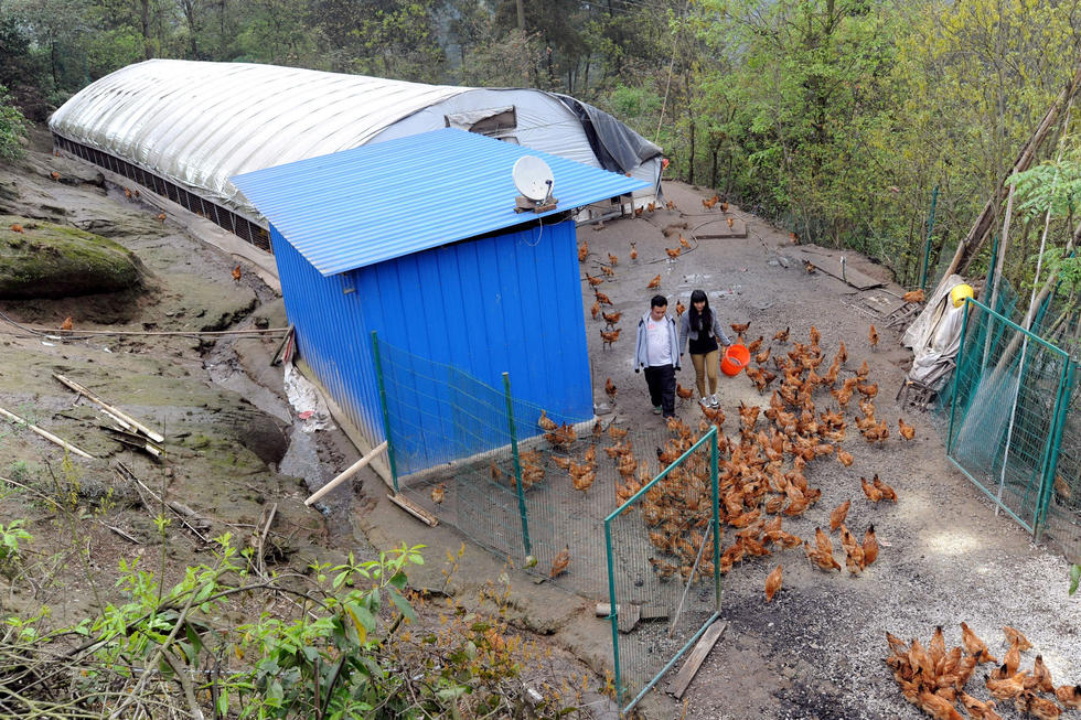 无臂青年办养鸡场用脚指给鸡喂饲料 年收15万