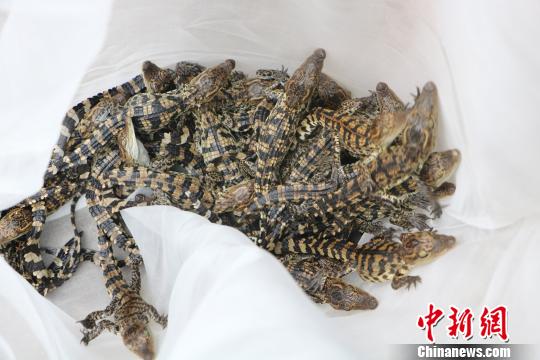 广西边防查获399条暹罗鳄鱼苗 仅出生10余天