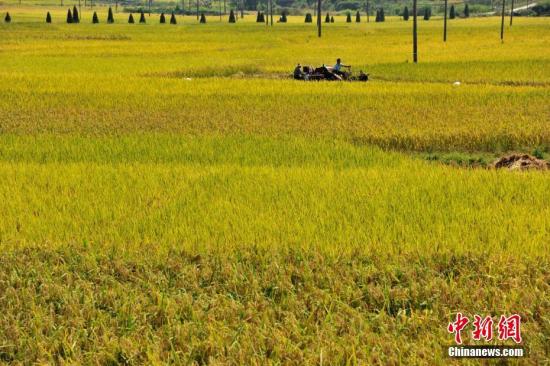 发改委﹕今年继续在稻谷主产区实行最低收购价