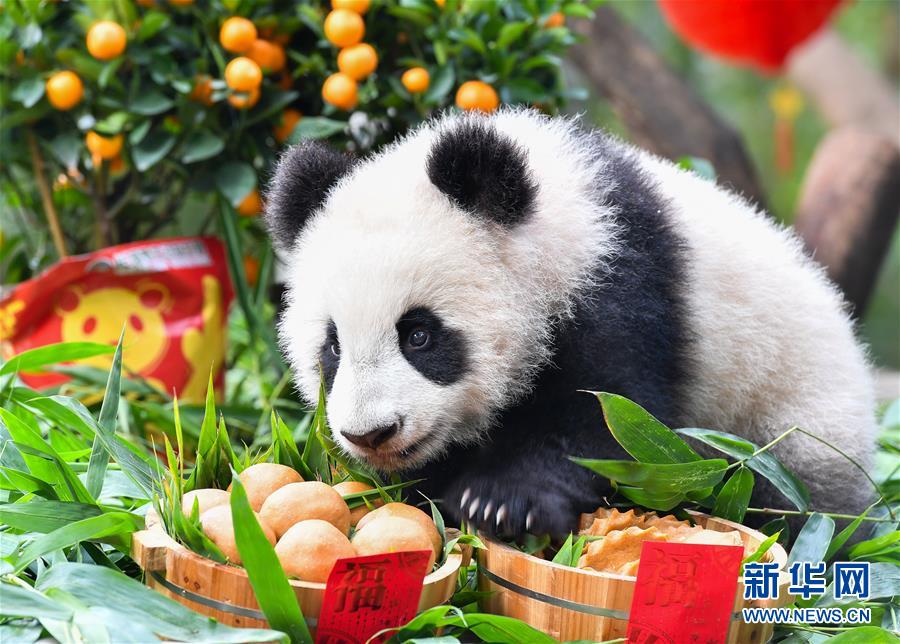 昆明：彩灯夺目迎新春