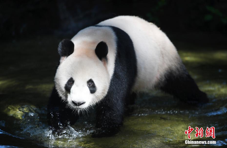 河南民权：林下经济助农增收