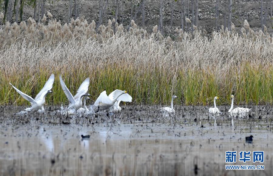 山西“百日清零”重拳治污 优良天数比例达86.1%（最新发布）