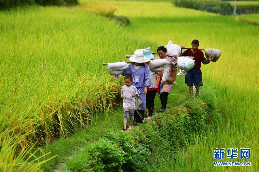 河北滦州:冬日植桑忙(最新发布)