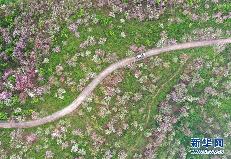 湖北多地畅通和复工“双线”发力 有力助推地方经济社会平稳运行（最新发布）