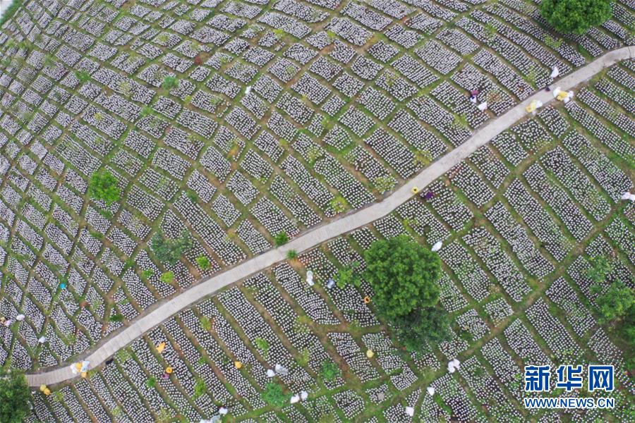 河北省中小学多年级六一复学(最新发布)