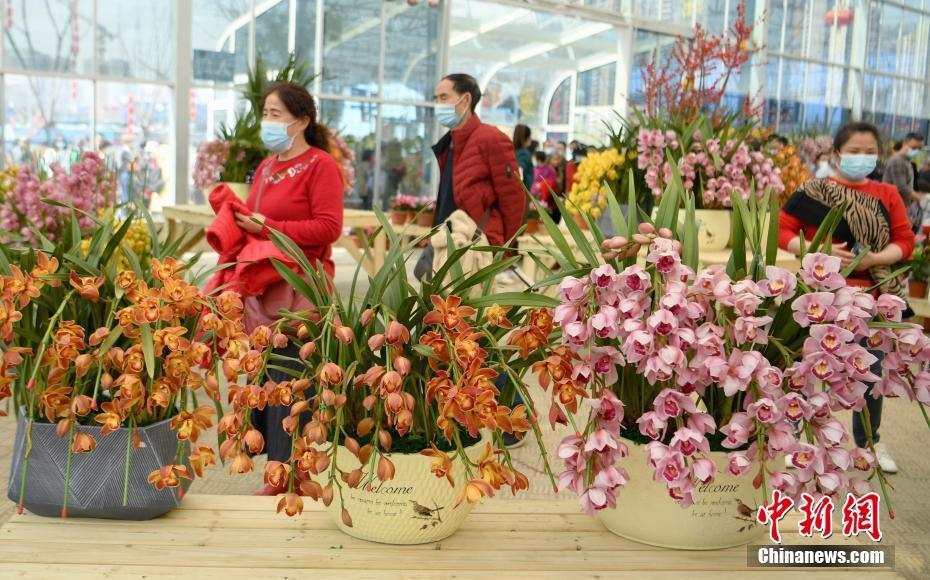 四川成都春节花卉市场生意红火