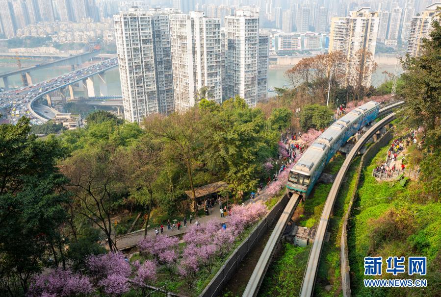 重庆:一路繁花相送 带你驶向春天