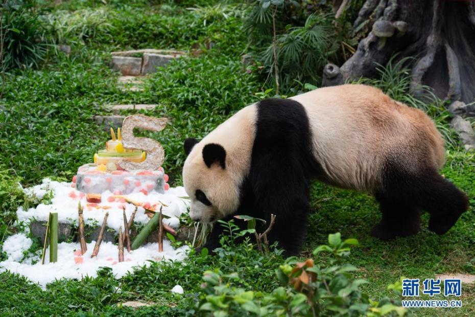 澳门大熊猫"健健""康康"迎来5周岁生日