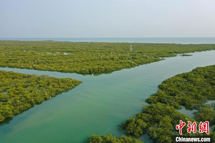 美丽中国网络媒体生态行广西北海金海湾红树林海上森林白鹭飞舞