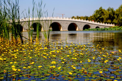南海子湿地公园(北京市园林绿化局供图)