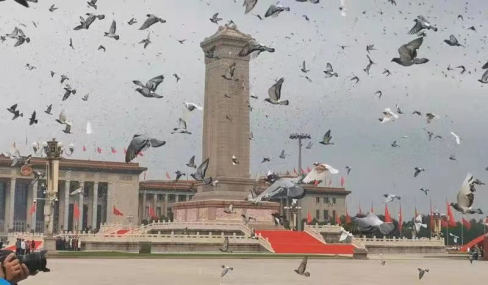 中国信鸽行业向中国共产党成立100周年献礼