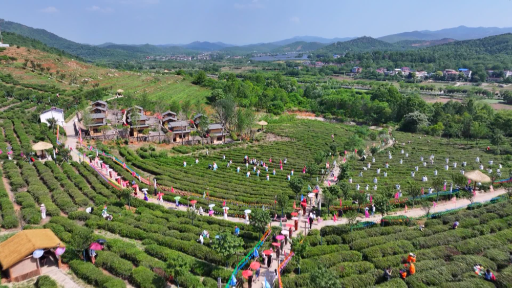 春日经济新图景|“赏花经济”开出“四季春” 春日经济新图景|“赏花经济”开出“四季春”