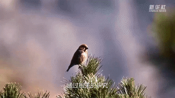 新华全媒+｜走，去贺兰山！邂逅山间精灵！