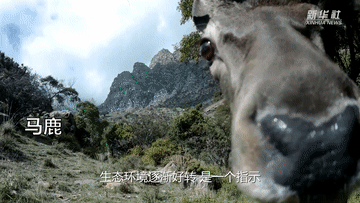 新华全媒+｜走，去贺兰山！邂逅山间精灵！