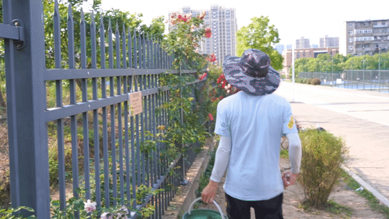 大学生在学校种出百米花墙！荒凉铁栅栏变网红打卡地