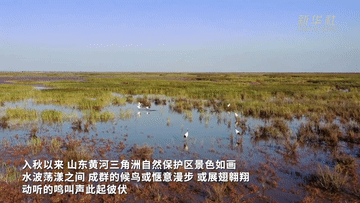 江河奔腾看中国·黄河行｜山东黄河三角洲湿地生态系统持续向好