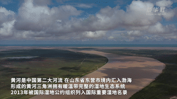 江河奔腾看中国·黄河行｜山东黄河三角洲湿地生态系统持续向好