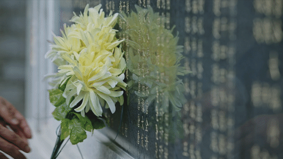 英雄之光丨橄榄树下,酿酒等你70年……