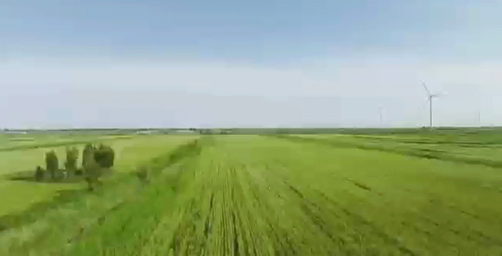 沿着总书记的足迹·新闻多一点 | 盐碱地如何变成丰产田 沿着总书记的足迹·新闻多一点 | 盐碱地如何变成丰产田