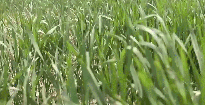 沿着总书记的足迹·新闻多一点 | 盐碱地如何变成丰产田