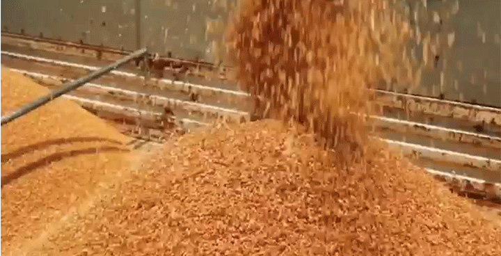 沿着总书记的足迹·新闻多一点 | 盐碱地如何变成丰产田