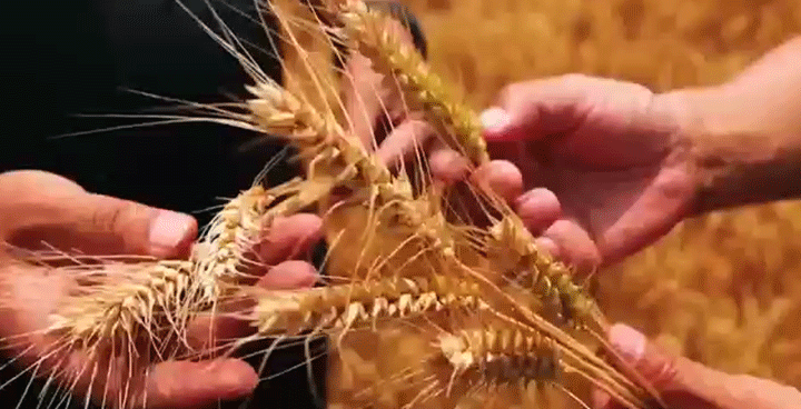 沿着总书记的足迹·新闻多一点 | 盐碱地如何变成丰产田 沿着总书记的足迹·新闻多一点 | 盐碱地如何变成丰产田