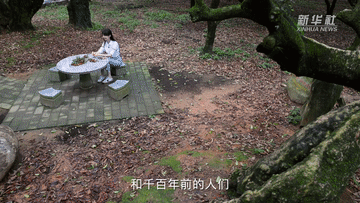 张扬Vlog｜1300岁的荔枝树，唐朝人吃的也是这种味道吗？