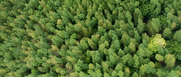 总书记关心的“土特产”丨神山村里竹香浓