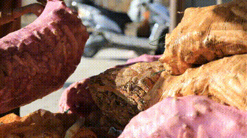 春动天山 | 新疆巴州：10万余亩“沙漠人参”肉苁蓉喜获丰收