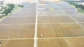 新疆和田首次实现水稻无人机精量播种