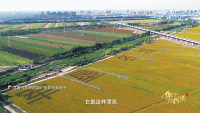 你好，双拥城｜留在石河子