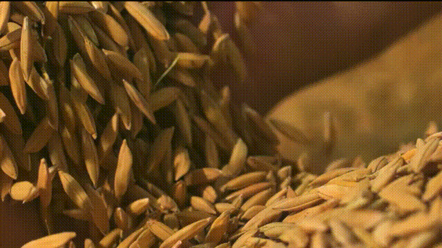 稻花香里说丰年丨大国粮仓 丰收答卷