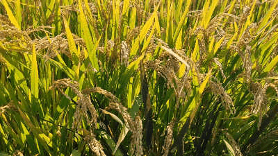 稻花香里说丰年丨大国粮仓 丰收答卷