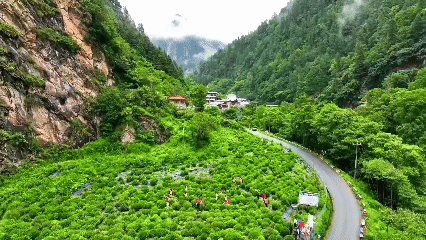 青稞“蜕变”，牦牛“出圈”！看西藏农牧民的“十四五”丰收答卷