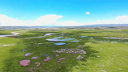 青稞“蜕变”，牦牛“出圈”！看西藏农牧民的“十四五”丰收答卷