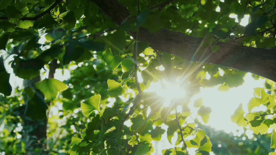 微视频丨开放惠全球