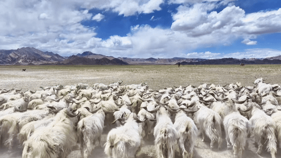 “高冷”经济看发展|海拔4500米,白绒山羊“热”了 “高冷”经济看发展|海拔4500米,白绒山羊“热”了