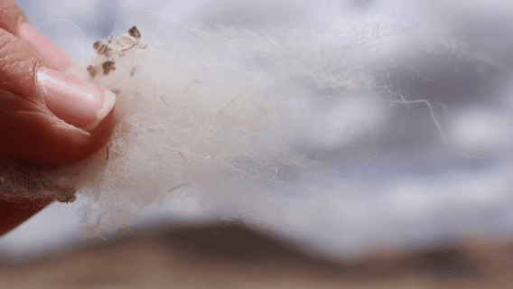 “高冷”经济看发展|海拔4500米,白绒山羊“热”了 “高冷”经济看发展|海拔4500米,白绒山羊“热”了