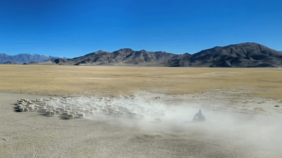 “高冷”经济看发展|海拔4500米,白绒山羊“热”了 “高冷”经济看发展|海拔4500米,白绒山羊“热”了