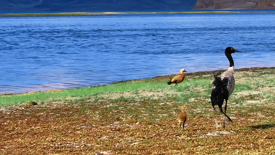 “高冷”经济看发展|绿意攀高!海拔4000米之上的绿色革命 “高冷”经济看发展|绿意攀高!海拔4000米之上的绿色革命