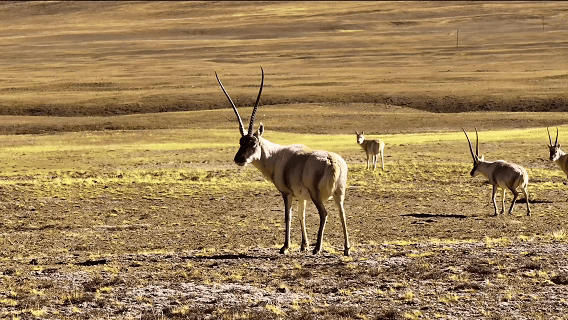 “高冷”经济看发展|绿意攀高!海拔4000米之上的绿色革命 “高冷”经济看发展|绿意攀高!海拔4000米之上的绿色革命