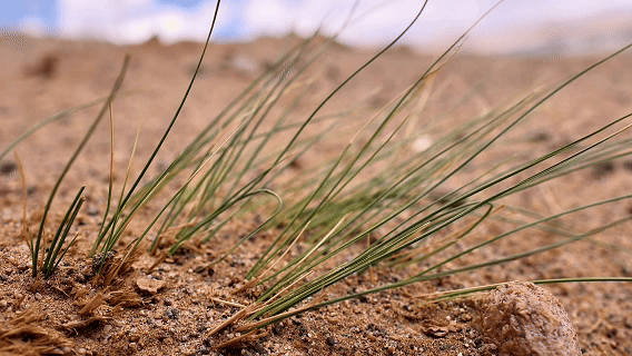 “高冷”经济看发展|绿意攀高!海拔4000米之上的绿色革命 “高冷”经济看发展|绿意攀高!海拔4000米之上的绿色革命