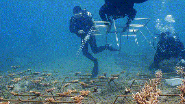 行进的海岸线|国家级美丽海湾优秀案例 15载“海底造林”让三亚海棠焕新