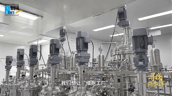寻找隐形冠军|搭建“细胞工厂” 实现“无中生有”