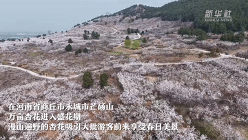 春日经济一线观察｜以花为媒 绘就春日消费新图景