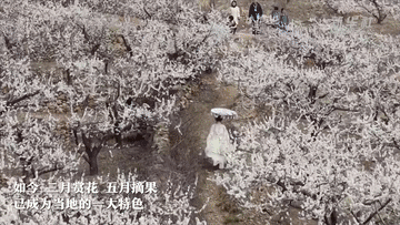 春日经济一线观察｜以花为媒 绘就春日消费新图景