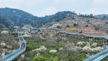 从赏花“流量”到消费“增量” “春日经济”持续升温