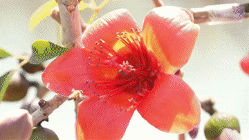 从赏花“流量”到消费“增量” “春日经济”持续升温