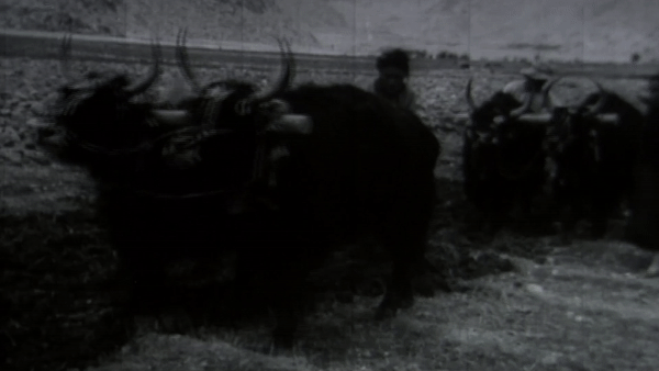 西藏百万农奴解放67周年|雪域长歌奏华章 西藏百万农奴解放67周年|雪域长歌奏华章